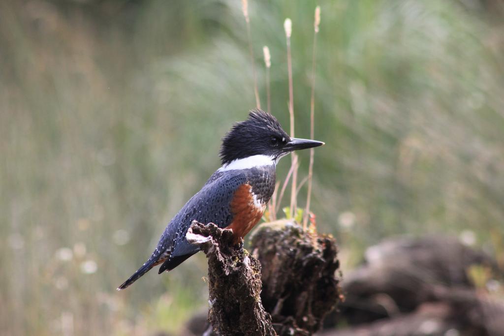 Posada Queulat Puerto Puyuguapi Luaran gambar