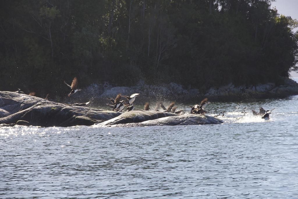 Posada Queulat Puerto Puyuguapi Luaran gambar