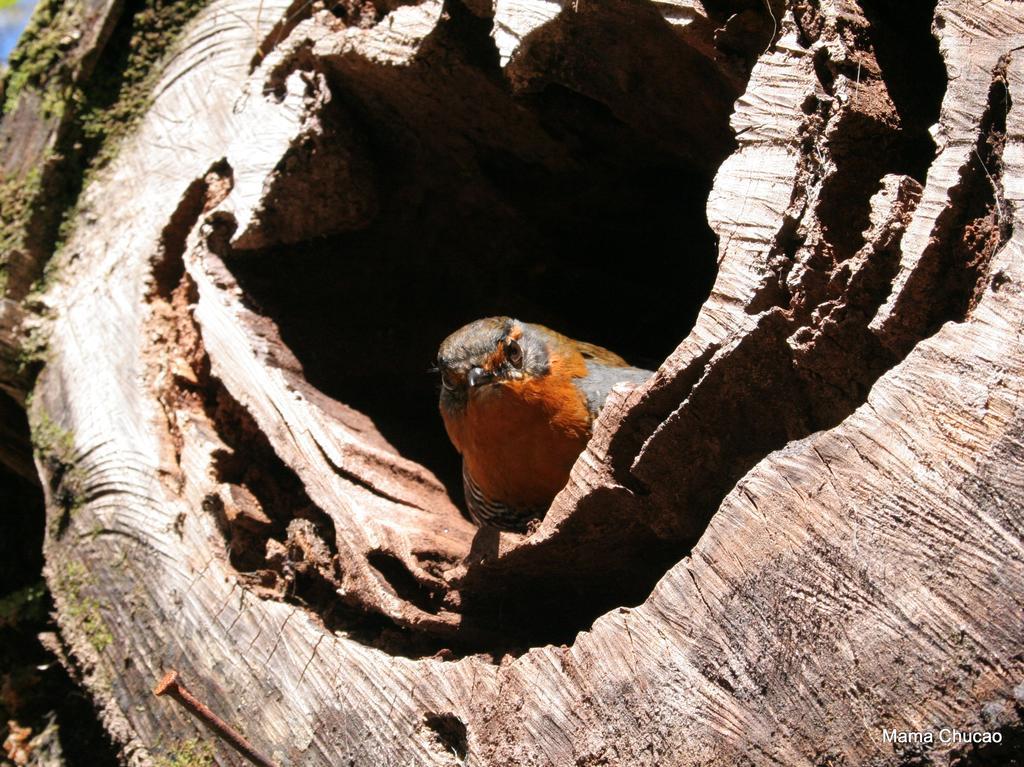 Posada Queulat Puerto Puyuguapi Luaran gambar